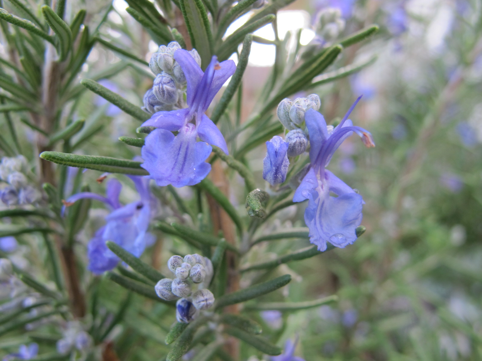 Hasil gambar untuk rosemary