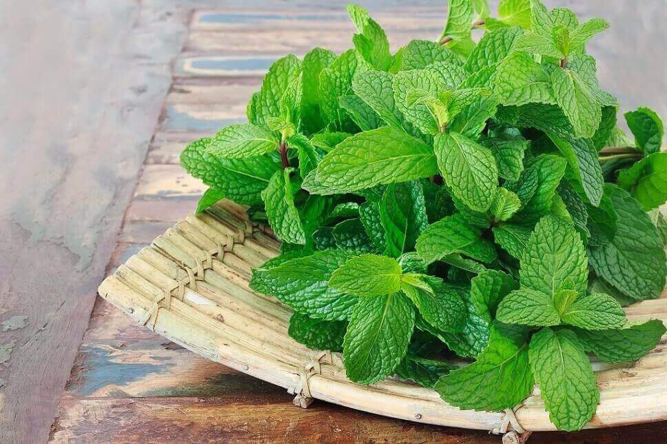 Hasil gambar untuk daun mint