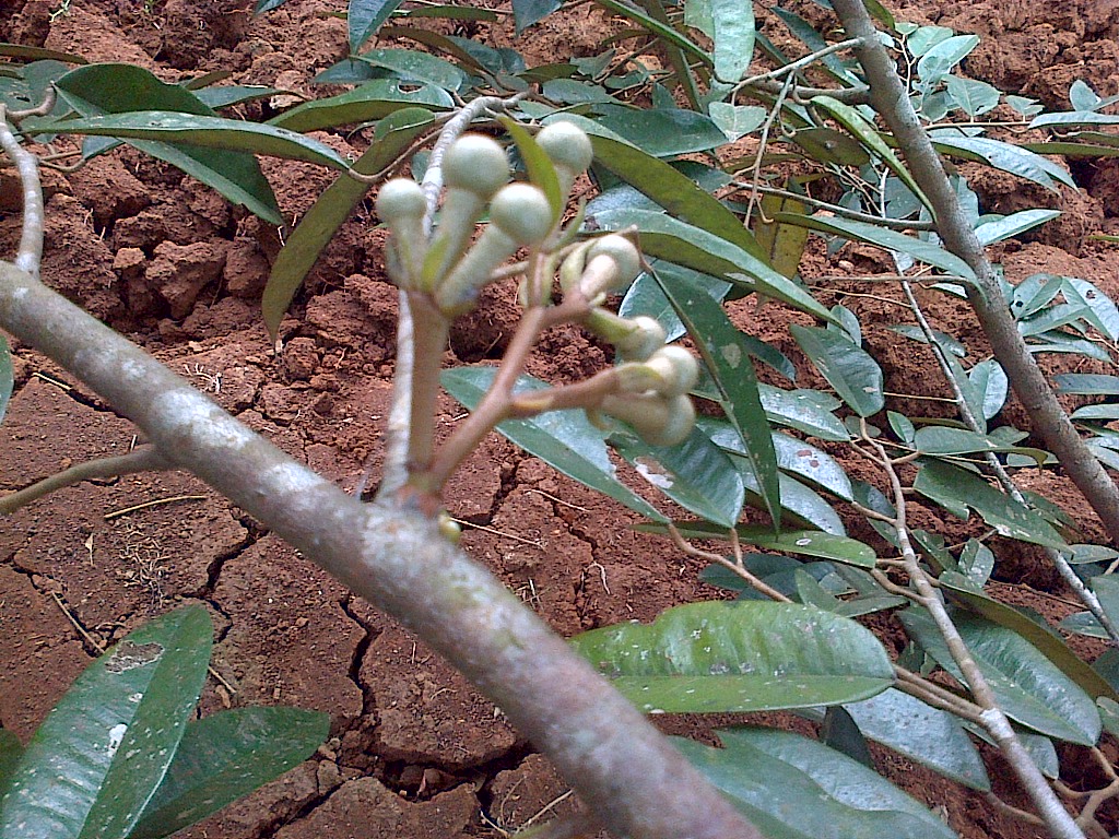 Kerontokan Bunga Buah Kecil