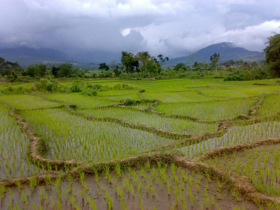 Teknis Budidaya Padi