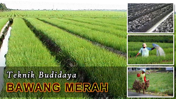 Budidaya Bawang Merah Teknologi NASA