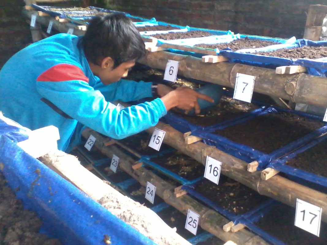 Budidaya Cacing Tanah Super