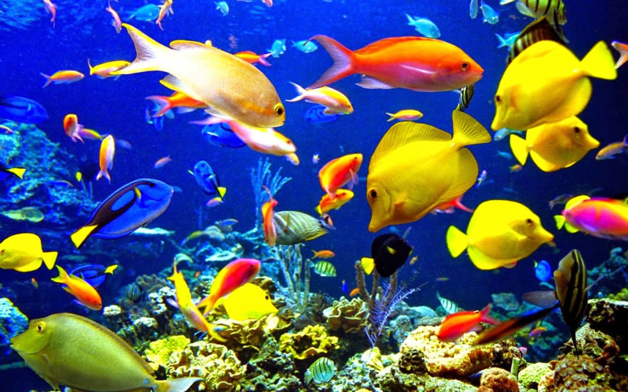 Ikan Hias Di Indonesia