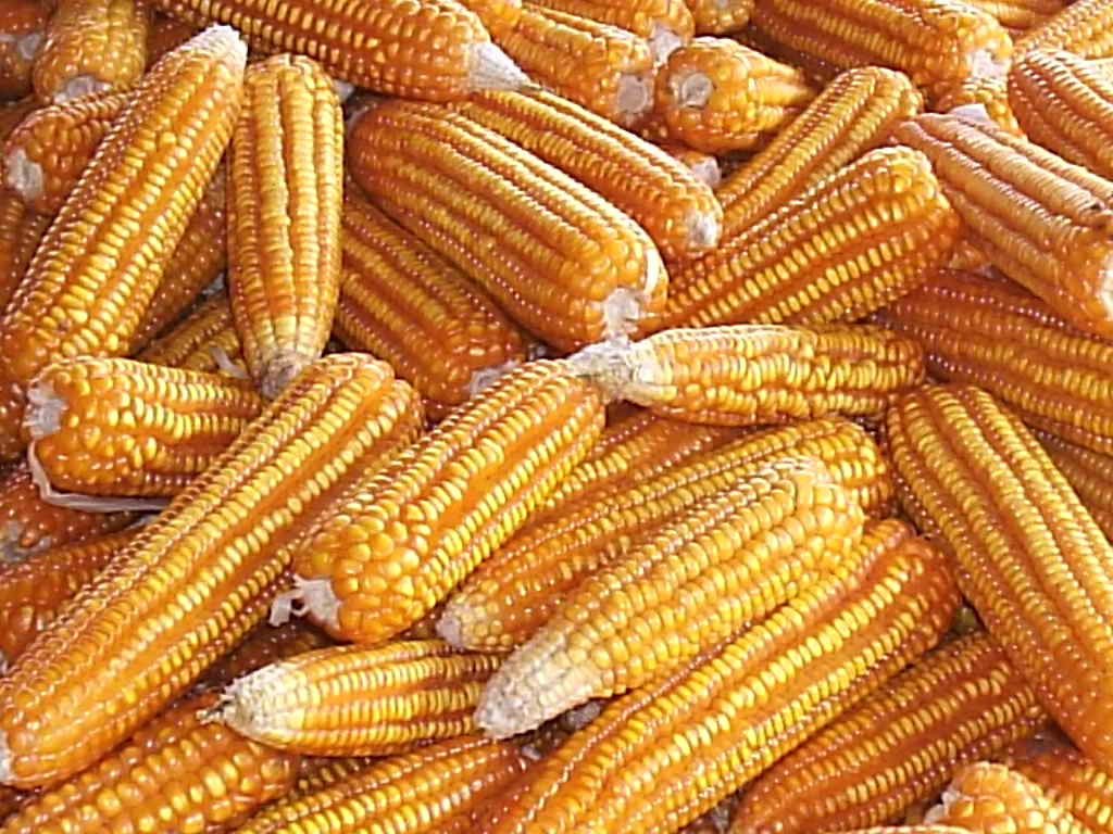 Budidaya Tanaman Jagung Teknologi NASA