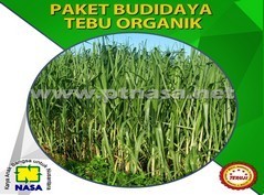 paket pupuk pertanian budidaya tebu nasa