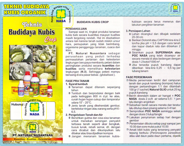budidaya kubis