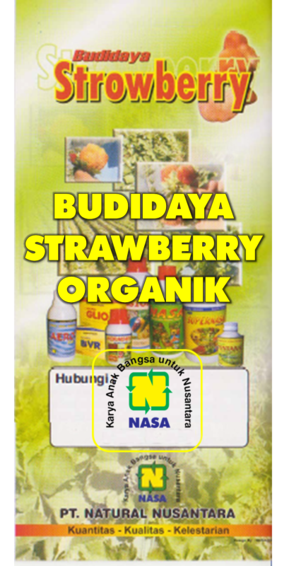 cara budidaya strawberry