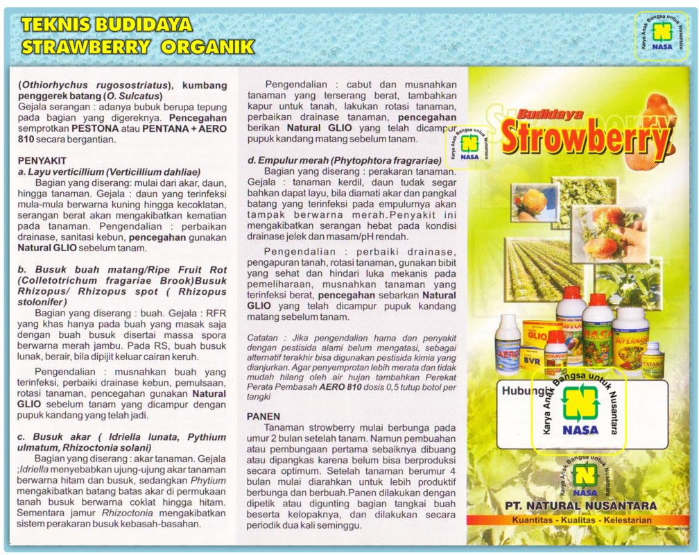 cara budidaya strawberry