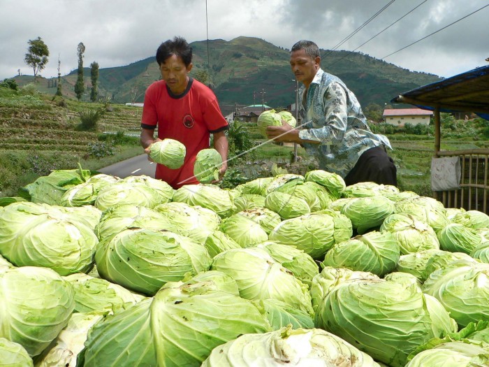 budidaya kubis
