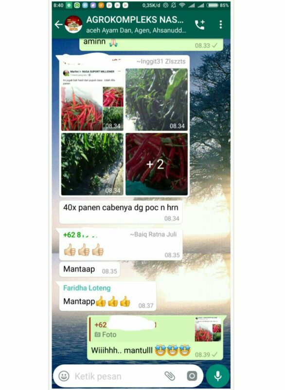 pupuk nasa untuk cabai